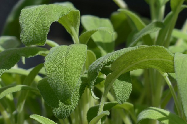 LA SALVIA CONSIDERATA UNA PIANTA MIRACOLOSA - ECCO QUALI SONO I SUOI EFFETTI BENEFICI - 18/07/2014