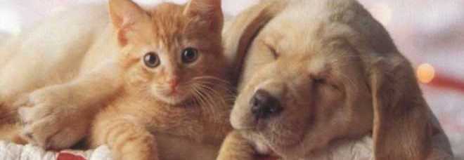 GLI AMANTI DEI GATTI SONO PIÙ INTELLIGENTI DI CHI AMA I CANI: LO STUDIO SPIEGA PERCHÉ - 27/07/2014