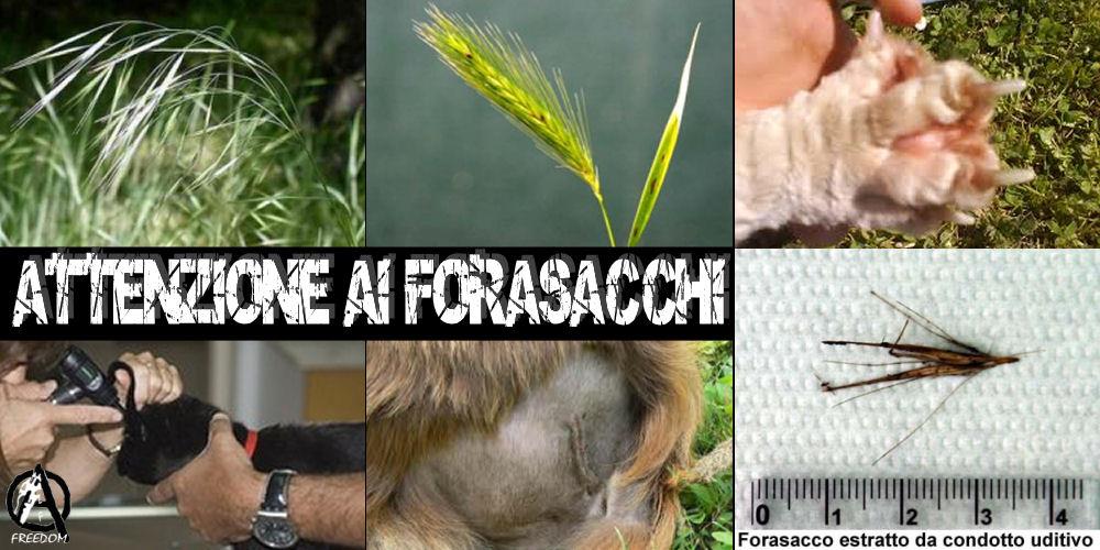 ATTENTI: DA GIUGNO SPUNTANO I FORASACCHI KILLER DEI CANI. ECCO I SINTOMI - 02/06/2014