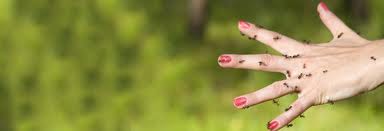 10 RIMEDI NATURALI CONTRO LE FORMICHE - ECCO COME - 16/06/2014