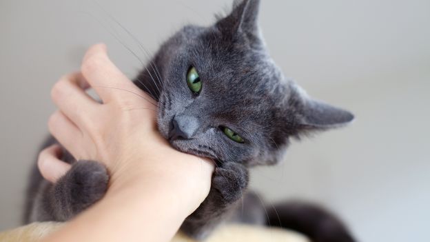 IL MORSO DEL GATTO E' IL PIU' PERICOLOSO DI TUTTI, ECCO PERCHE' - 03/09/2014
