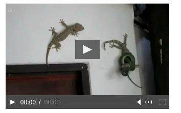 IL GECO EROE SALVA IL COMPAGNO DAL SERPENTE CHE LO STRITOLA - VIDEO - 06/09/2014