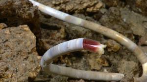 IL BATTERIO CHE DIVORA LA CARNE DEI BAGNANTI: MADRE FERITA. ''VIETATE LA BALNEAZIONE'' - FOTO - 20/06/2014