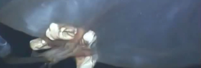 MOSTRO MARINO MISTERIOSO, DOPO 2 ANNI GLI ESPERTI SVELANO L'IDENTITÀ DELLA CREATURA - 10/10/2014