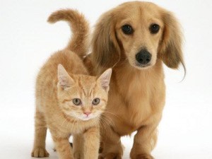 ''EQUITALIA POTRA' REQUISIRE ANCHE CANI E GATTI'' CUCCIOLI COME COSE. ECCO PERCHE' - 29/06/2014