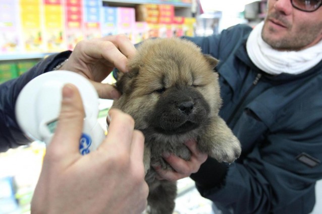 UOMO IN PROVINCIA DI NUORO UCCIDE 11 CUCCIOLI DI CANE - ECCO L'ASSURA MOTIVAZIONE DEL FOLLE GESTO - 29/06/2014
