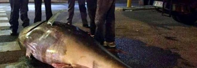 ROMA, DUE TONNI ENORMI IN MEZZO ALLA STRADA: PERSI DA UN CAMION, 100 CHILI L'UNO - 03/07/2014