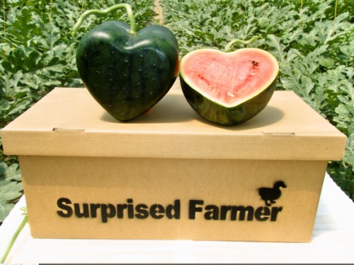 AGRICOLTORE GIAPPONESE COLTIVA ANGURIE A FORMA DI CUORE - VIDEO - 19/09/2014