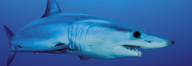 OSTIA SHOCK, CATTURATO UNO SQUALO MAKO: SCATTA L'ALLARME SU TUTTO IL LITORALE - 17/07/2014