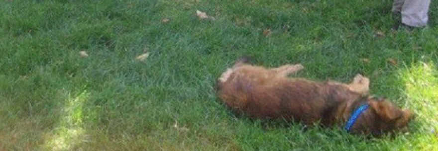 DENUNCIA L'AVVELENAMENTO DEI SUOI CANI, MA DALL'AUTOPSIA VIENE FUORI LA VERITA' - 27/07/2014