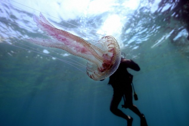 CINQUE COSE DA SAPERE SULLE MEDUSE - GUARDA - 27/07/2014