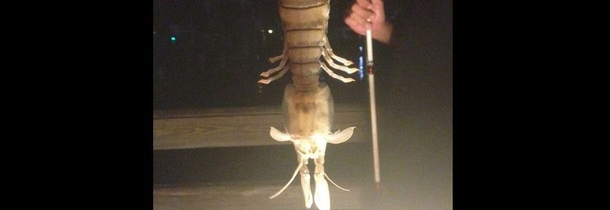 PESCATO IL GAMBERO GIGANTE. DIMENSIONI ''EXTRA'': MISURA 45 CENTIMETRI - 13/10/2014