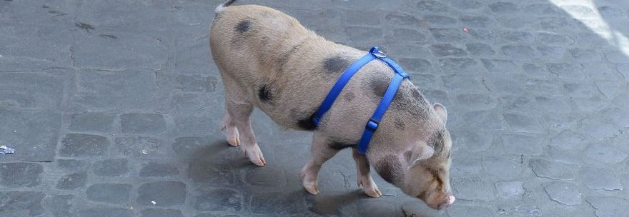 MIRTO, MAIALINO SUPERSTAR DEL CENTRO DI ROMA: ''TUTTE LE MATTINE CORRE A VILLA BORGHESE'' - 14/10/2014