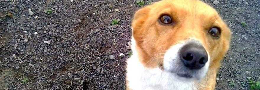 AFFIDA LA CAGNOLINA AL DOG SITTER, LUI LA PRENDE A CALCI E CINGHIATE - 19/10/2014