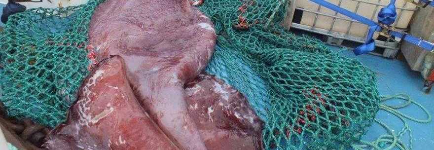 CALAMARO GIGANTE DI 350 KG PESCATO IN ANTARTIDE, L'AUTOPSIA RIVELA: ''AVEVA TRE CUORI'' - 22/10/2014