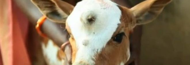 MUCCA NASCE CON UN TERZO OCCHIO SULLA FRONTE. ​GLI INDIANI: ''È LA REINCARNAZIONE DI SHIVA'' - 23/10/2014