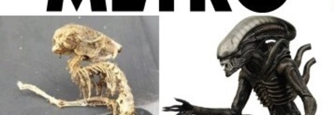 TROVA UNO STRANO SCHELETRO UGUALE AD ALIEN. ''ERA SOTTO LA CREDENZA DELLA CUCINA'' - 26/10/2014