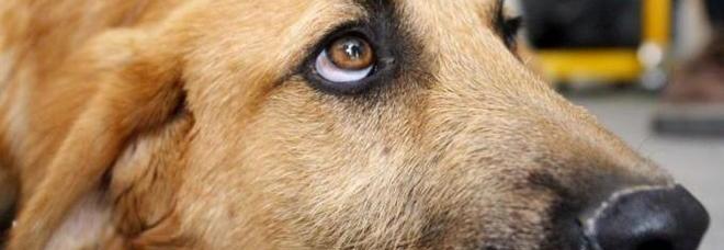 ''QUESTI ANIMALI ABBAIANO TROPPO'', NON RIESCE A DORMIRE E AVVELENA I CANI DEL VICINO - 21/09/2014
