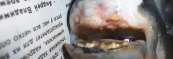 PESCE DAI DENTI ''UMANI'' PESCATO A 800 KM DA CHERNOBYL: POTREBBE ESSERE UN PIRANHA - 13/11/2014