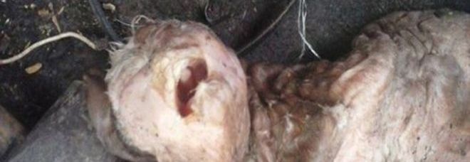 ''IL FATTORE FACEVA SESSO CON I SUOI ANIMALI'': CAPRETTA NASCE COL VOLTO 'UMANO' - 05/10/2014