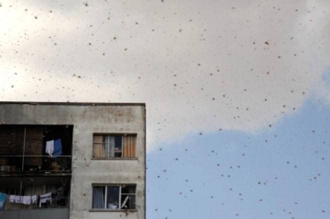 INVASIONE DI LOCUSTE, IL CIELO DIVENTA GRIGIO. LE FOTO SPETTACOLARI IN MADAGASCAR - 18/11/2014