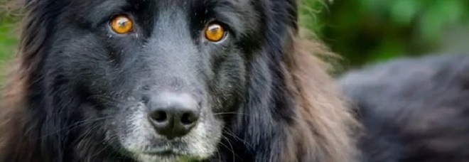 BAGHEERA, IL CANE CHE NESSUNO VUOLE ADOTTARE: ''HA GLI OCCHI DEL DEMONIO'' - 20/11/2014