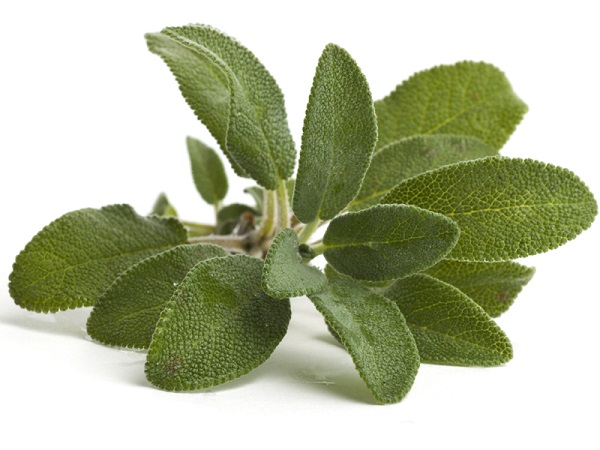 SALVIA FA MIRACOLI, L’INCREDIBILE SCOPERTA - 23/11/2014