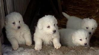 ROMA: TAGLIA LA GOLA E LE ZAMPE A QUATTRO CUCCIOLI E LI GETTA NEL CASSONETTO - 08/10/2014