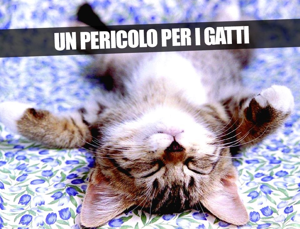 ACCAREZZARE TROPPO IL TUO MICIO POTREBBE FAR MALE: ECCO COSA COMPORTA ALLA SALUTE DEL GATTO - 25/01/2015