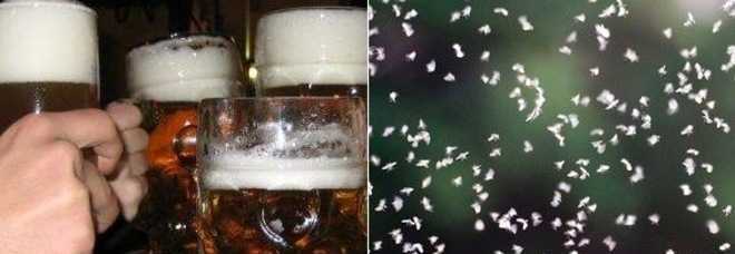L'AROMA DELLA BIRRA? IL MERITO È DEI MOSCERINI. LA RIVOLUZIONARIA SCOPERTA DEGLI SCIENZIATI BELGI - 27/11/2014