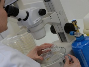 CANCRO: LA MALATTIA PIU' TEMUTA NON E' PIU' INCURABILE - 06/12/2014