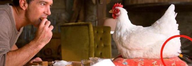 ANIMALISTI DENUNCIANO: ''LA GALLINA DEL MULINO BIANCO MALTRATTATA'', MA ROSITA E' UN ROBOT - 19/10/2014