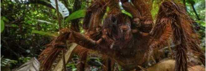MAXI RAGNO SCOPERTO IN SUDAMERICA: E' GRANDE COME UN CUCCIOLO DI CANE - FOTO - 08/12/2014