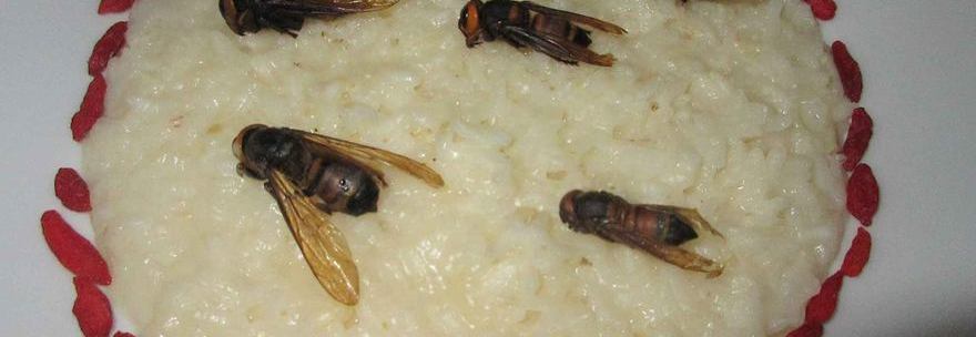 MENU E PIATTI A BASE DI INSETTI AL RISTORANTE: ''30 EURO A PERSONA''. MA LA ASL SEQUESTRA - 04/11/2014
