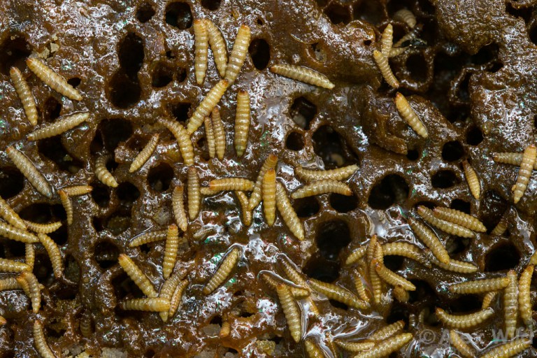 AETHINA TUMIDA: E' ALLERTA NAZIONALE - GUARDA - 15/11/2014