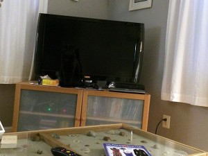 RIESCI A TROVARLO?! LA FOTO VIENE POSTATA SUI SOCIAL E SFIDA A TROVARE IL GATTO - 11/01/2015