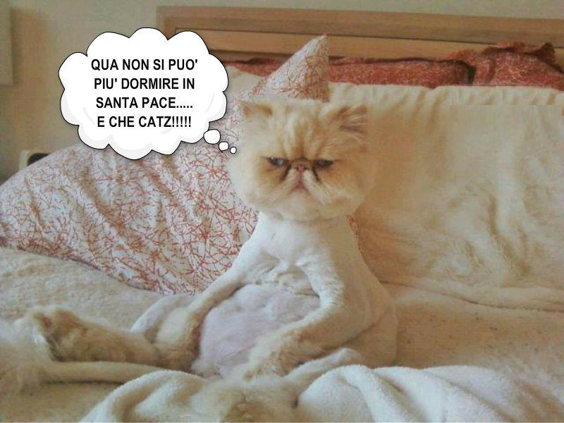 Immagine Divertente - 03/02/2013