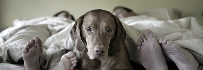 IL CANE DORME NEL LETTO CON VOI? E' SBAGLIATO: LO DICE UN'ASSOCIAZIONE USA - 01/03/2015