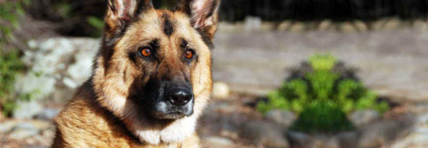 IL FIUTO DEI CANI PUO' SCOPRIRE SE AVETE UN TUMORE: E' PRECISO AL 98%. ECCO PERCHE' - 13/04/2015