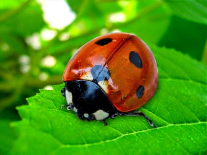COCCINELLE: LE PIANTE PER ATTIRARLE SUL BALCONE E SUL GIARDINO - 07/09/2015