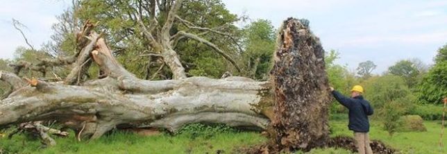 ALBERO DI 215 ANNI SRADICATO DAL MALTEMPO: SOTTO LE RADICI UNA SCOPERTA INQUIETANTE - 18/10/2015