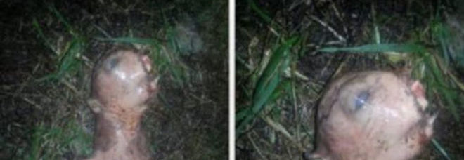 UNA MISTERIOSA CREATURA NEL GIARDINO DI CASA, LA FOTO SU FACEBOOK TERRORIZZA IL WEB - 10/11/2015