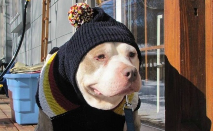 UNA DONNA CREA UN'OSPIZIO PER CANI RANDAGI PER DARE LORO UNA VECCHIAIA DIGNITOSA - 22/02/2016