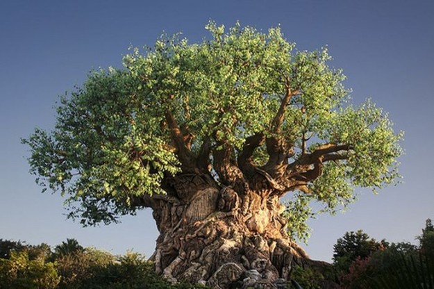 IL GIORNO DEL TUO COMPLEANNO TI DICE CHE ALBERO SEI - TROVA IL TUO - 10/03/2016
