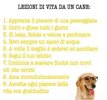 LEZIONI DE VITA DA UN CANE !! - 14/11/2012