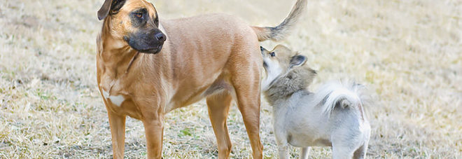 I CANI SI INCONTRANO E SI ANNUSANO IL SEDERE: NON DISGUSTATEVI. ECCO COSA VUOL DIRE - 19/04/2016