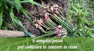 COME COLTIVARE LO ZENZERO IN CASA - 30/05/2016
