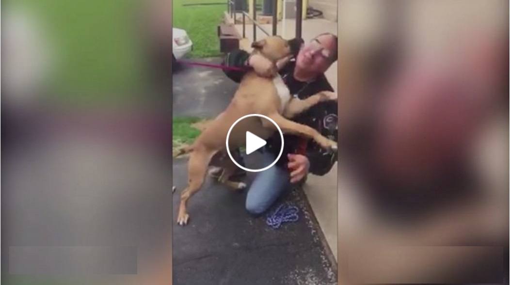 IL CANE PENSA DI ANNUSARE LA MANO DI UNO SCONOSCIUTO, MA QUELLO CHE ACCADE E' COMMOVENTE - VIDEO - 21/06/2016
