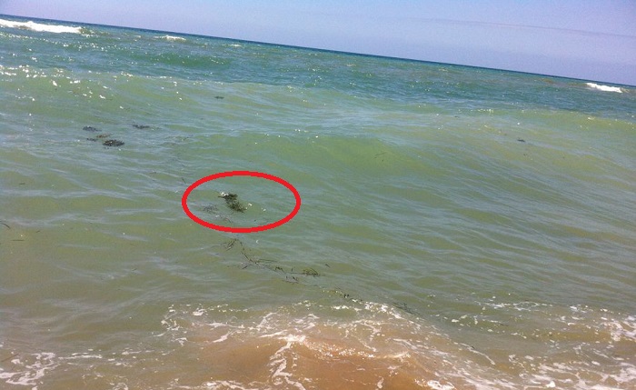 LITORALE LAZIALE: MARE A RISCHIO MALATTIE INFETTIVE. ECCO I LIDI DA EVITARE - 10/07/2016