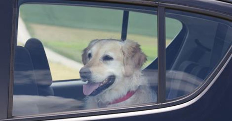 LASCIA IL CANE IN AUTO E UN CARTELLO: ''NON ROMPETE IL  VETRO''. ECCO PERCHE' - 24/10/2016